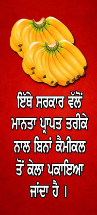 nitesh fruit company - banana cold storage in ludhiana punjab - banana ripening plant in ludhiana punjab - banana suppliers distributors in ludhiana punjab india