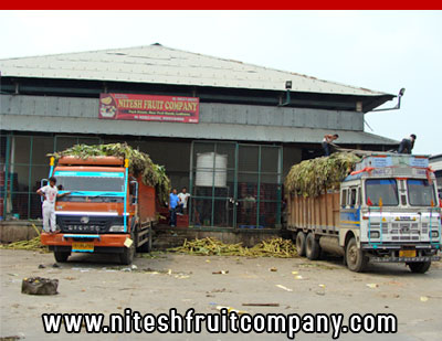 nitesh fruit company - banana cold storage in ludhiana punjab - banana ripening plant in ludhiana punjab - banana suppliers distributors in ludhiana punjab india