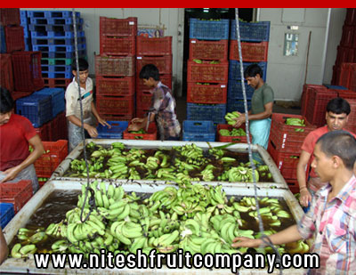 nitesh fruit company - banana cold storage in ludhiana punjab - banana ripening plant in ludhiana punjab - banana suppliers distributors in ludhiana punjab india