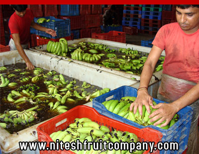 nitesh fruit company - banana cold storage in ludhiana punjab - banana ripening plant in ludhiana punjab - banana suppliers distributors in ludhiana punjab india