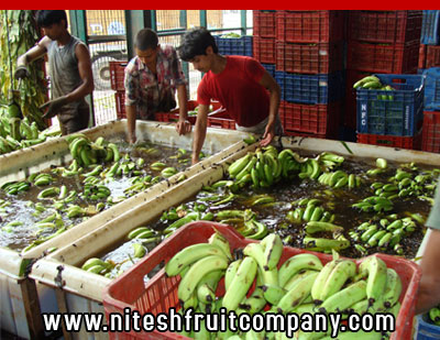 nitesh fruit company - banana cold storage in ludhiana punjab - banana ripening plant in ludhiana punjab - banana suppliers distributors in ludhiana punjab india