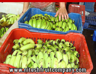 nitesh fruit company - banana cold storage in ludhiana punjab - banana ripening plant in ludhiana punjab - banana suppliers distributors in ludhiana punjab india