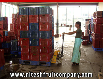 nitesh fruit company - banana cold storage in ludhiana punjab - banana ripening plant in ludhiana punjab - banana suppliers distributors in ludhiana punjab india