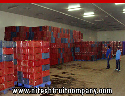 nitesh fruit company - banana cold storage in ludhiana punjab - banana ripening plant in ludhiana punjab - banana suppliers distributors in ludhiana punjab india