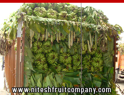 nitesh fruit company - banana cold storage in ludhiana punjab - banana ripening plant in ludhiana punjab - banana suppliers distributors in ludhiana punjab india