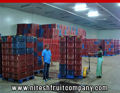 nitesh fruit company - banana cold storage in ludhiana punjab - banana ripening plant in ludhiana punjab - banana suppliers distributors in ludhiana punjab india