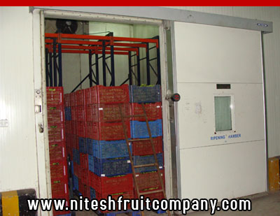 nitesh fruit company - banana cold storage in ludhiana punjab - banana ripening plant in ludhiana punjab - banana suppliers distributors in ludhiana punjab india