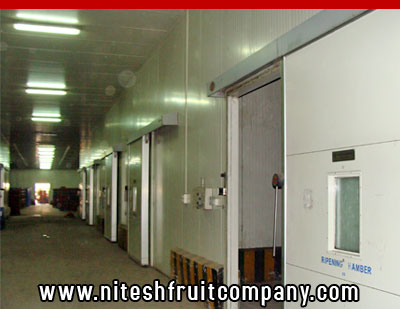 nitesh fruit company - banana cold storage in ludhiana punjab - banana ripening plant in ludhiana punjab - banana suppliers distributors in ludhiana punjab india