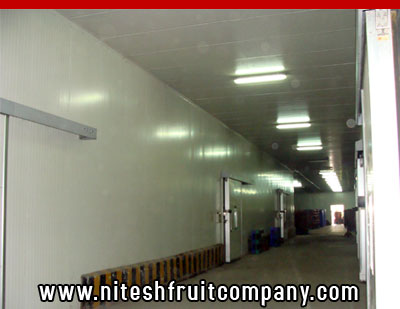 nitesh fruit company - banana cold storage in ludhiana punjab - banana ripening plant in ludhiana punjab - banana suppliers distributors in ludhiana punjab india