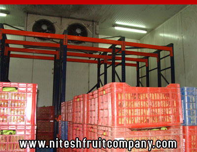 nitesh fruit company - banana cold storage in ludhiana punjab - banana ripening plant in ludhiana punjab - banana suppliers distributors in ludhiana punjab india