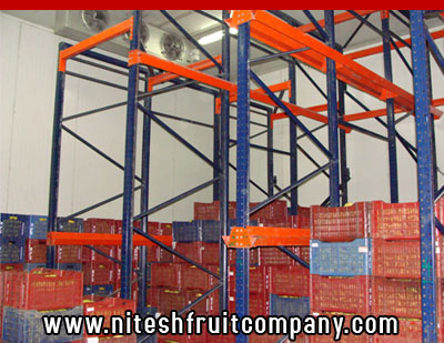 nitesh fruit company - banana cold storage in ludhiana punjab - banana ripening plant in ludhiana punjab - banana suppliers distributors in ludhiana punjab india