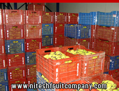 nitesh fruit company - banana cold storage in ludhiana punjab - banana ripening plant in ludhiana punjab - banana suppliers distributors in ludhiana punjab india