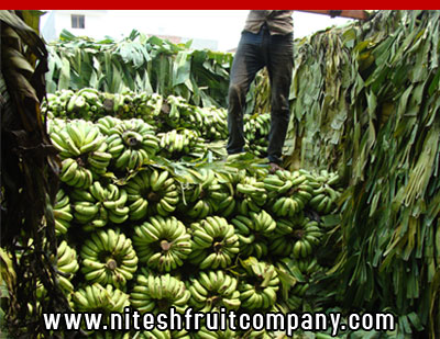 nitesh fruit company - banana cold storage in ludhiana punjab - banana ripening plant in ludhiana punjab - banana suppliers distributors in ludhiana punjab india