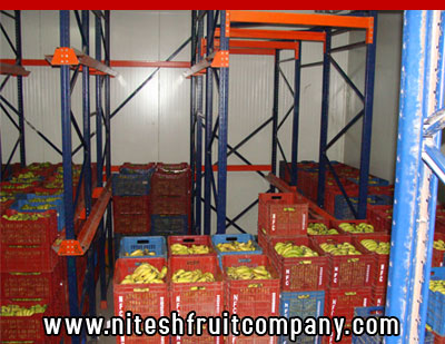 nitesh fruit company - banana cold storage in ludhiana punjab - banana ripening plant in ludhiana punjab - banana suppliers distributors in ludhiana punjab india