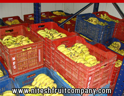 nitesh fruit company - banana cold storage in ludhiana punjab - banana ripening plant in ludhiana punjab - banana suppliers distributors in ludhiana punjab india