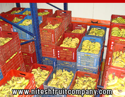 nitesh fruit company - banana cold storage in ludhiana punjab - banana ripening plant in ludhiana punjab - banana suppliers distributors in ludhiana punjab india