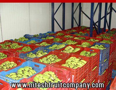 nitesh fruit company - banana cold storage in ludhiana punjab - banana ripening plant in ludhiana punjab - banana suppliers distributors in ludhiana punjab india