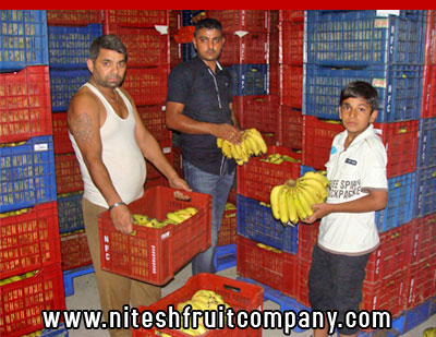 nitesh fruit company - banana cold storage in ludhiana punjab - banana ripening plant in ludhiana punjab - banana suppliers distributors in ludhiana punjab india