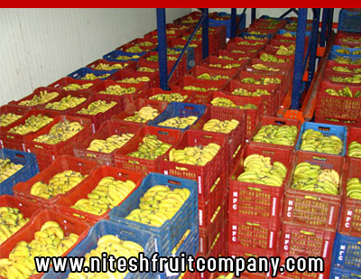 nitesh fruit company - banana cold storage in ludhiana punjab - banana ripening plant in ludhiana punjab - banana suppliers distributors in ludhiana punjab india