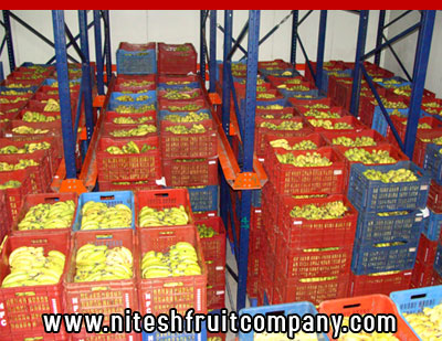 nitesh fruit company - banana cold storage in ludhiana punjab - banana ripening plant in ludhiana punjab - banana suppliers distributors in ludhiana punjab india