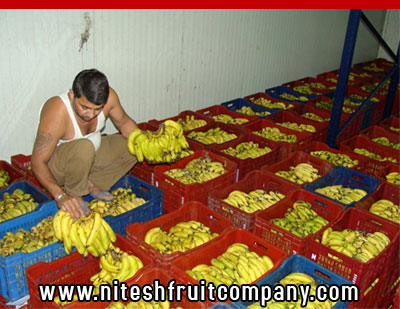 nitesh fruit company - banana cold storage in ludhiana punjab - banana ripening plant in ludhiana punjab - banana suppliers distributors in ludhiana punjab india