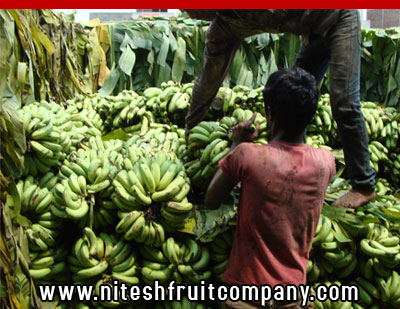 nitesh fruit company - banana cold storage in ludhiana punjab - banana ripening plant in ludhiana punjab - banana suppliers distributors in ludhiana punjab india