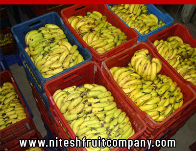 nitesh fruit company - banana cold storage in ludhiana punjab - banana ripening plant in ludhiana punjab - banana suppliers distributors in ludhiana punjab india