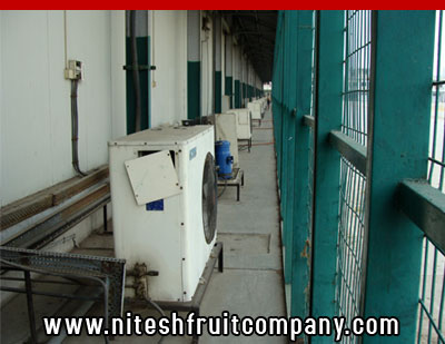 nitesh fruit company - banana cold storage in ludhiana punjab - banana ripening plant in ludhiana punjab - banana suppliers distributors in ludhiana punjab india