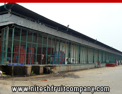 nitesh fruit company - banana cold storage in ludhiana punjab - banana ripening plant in ludhiana punjab - banana suppliers distributors in ludhiana punjab india