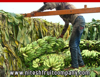 nitesh fruit company - banana cold storage in ludhiana punjab - banana ripening plant in ludhiana punjab - banana suppliers distributors in ludhiana punjab india