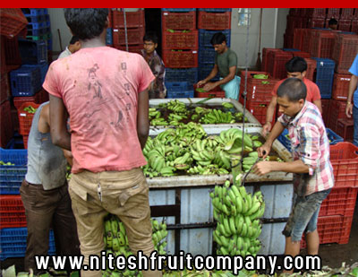 nitesh fruit company - banana cold storage in ludhiana punjab - banana ripening plant in ludhiana punjab - banana suppliers distributors in ludhiana punjab india