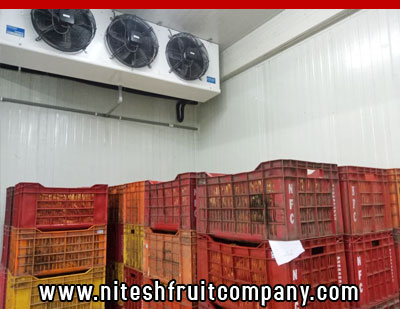 nitesh fruit company - banana cold storage in ludhiana punjab - banana ripening plant in ludhiana punjab - banana suppliers distributors in ludhiana punjab india