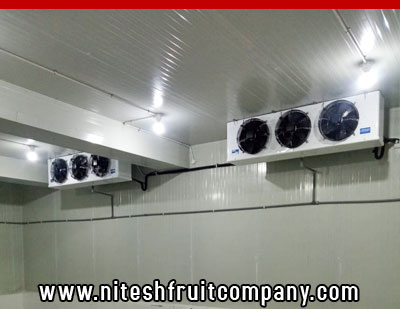 nitesh fruit company - banana cold storage in ludhiana punjab - banana ripening plant in ludhiana punjab - banana suppliers distributors in ludhiana punjab india