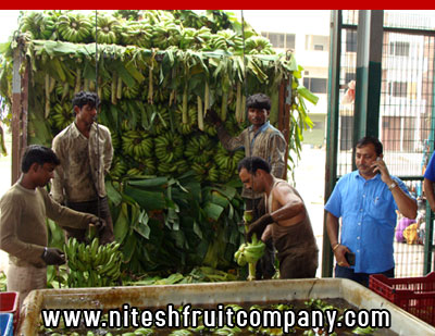 nitesh fruit company - banana cold storage in ludhiana punjab - banana ripening plant in ludhiana punjab - banana suppliers distributors in ludhiana punjab india