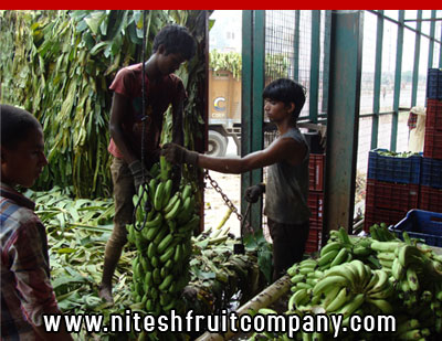 nitesh fruit company - banana cold storage in ludhiana punjab - banana ripening plant in ludhiana punjab - banana suppliers distributors in ludhiana punjab india