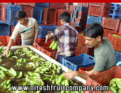 nitesh fruit company - banana cold storage in ludhiana punjab - banana ripening plant in ludhiana punjab - banana suppliers distributors in ludhiana punjab india