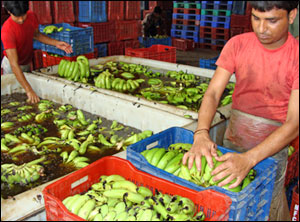 banana cold storage in ludhiana punjab - banana ripening plant in ludhiana punjab - banana suppliers distributors in ludhiana punjab india