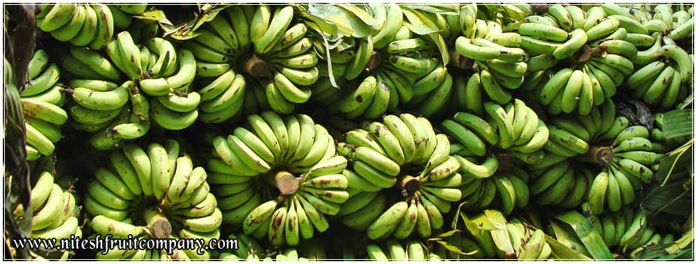 banana ripening plant in ludhiana punjab india