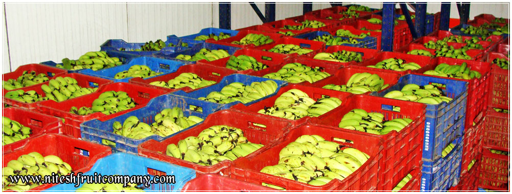 banana distributors suppliers in ludhiana punjab india