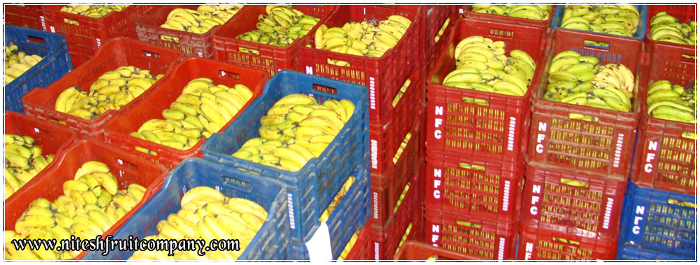 fruits banana distributors suppliers in ludhiana punjab india