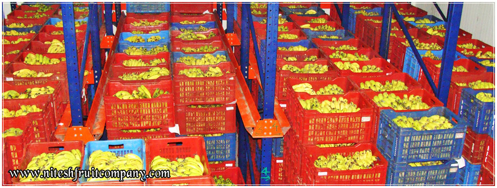 banana ripening cold storage in ludhiana punjab india